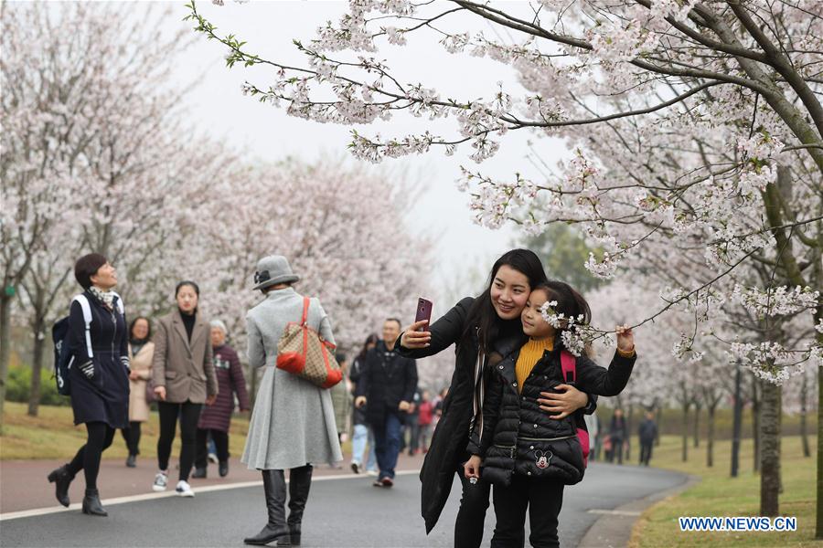 CHINA-MEISHAN-CHERRY BLOSSOMS (CN)