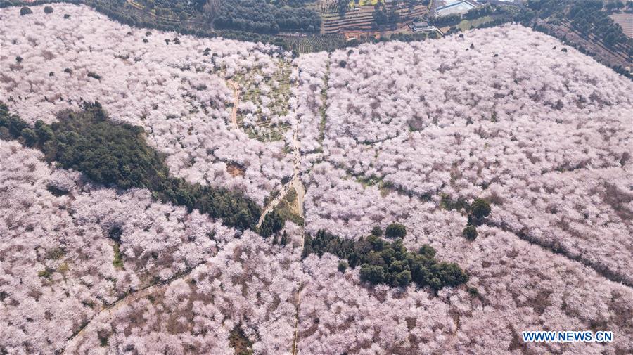 CHINA-GUIZHOU-CHERRY BLOSSOM-TOURISM (CN)