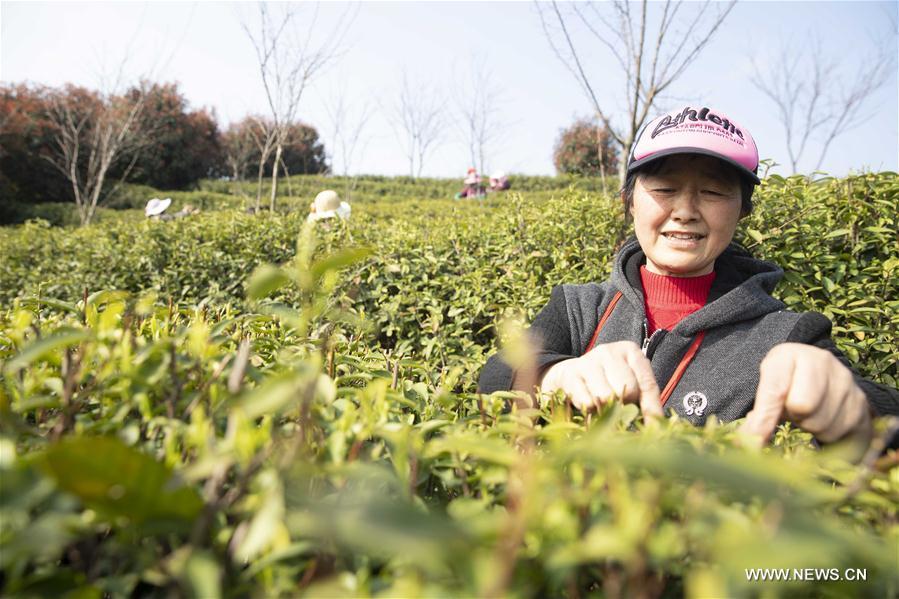 #CHINA-JIANGXI-JIUJIANG-TEA-HARVEST (CN)