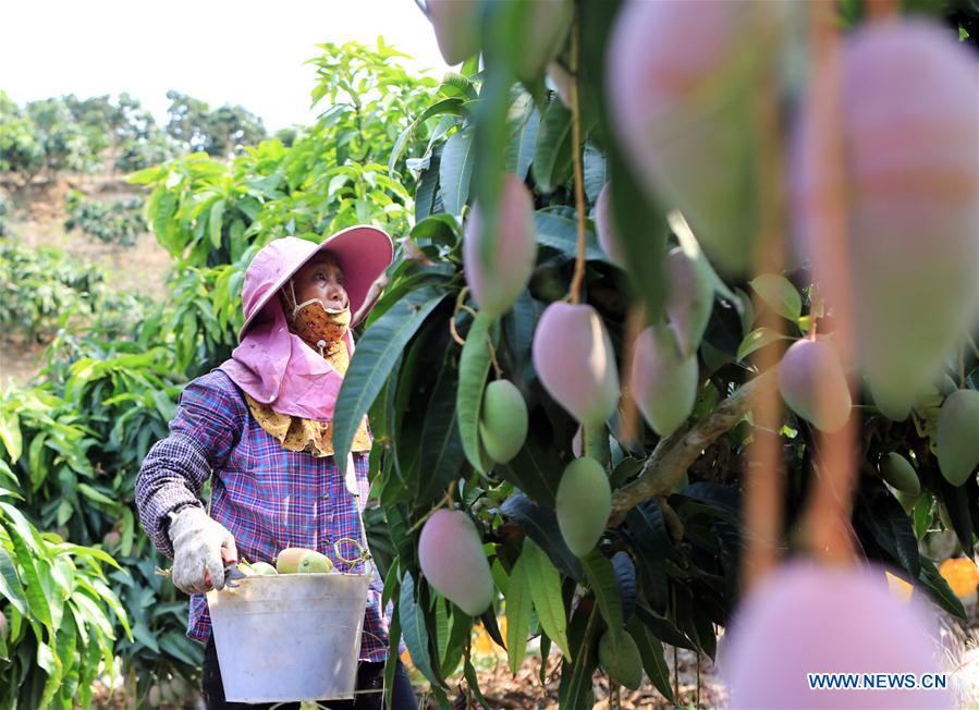 CHINA-SANYA-MANGO INDUSTRY(CN)