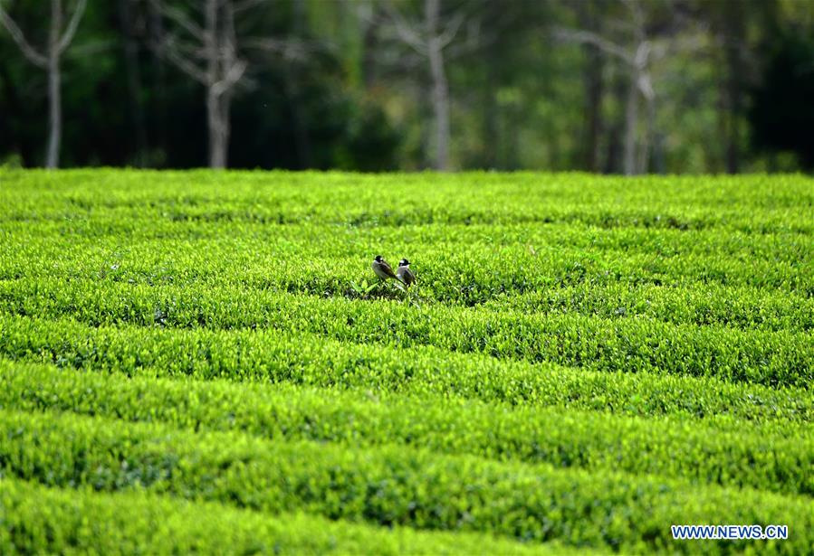 CHINA-FUJIAN-WUYISHAN-TEA GARDEN (CN)