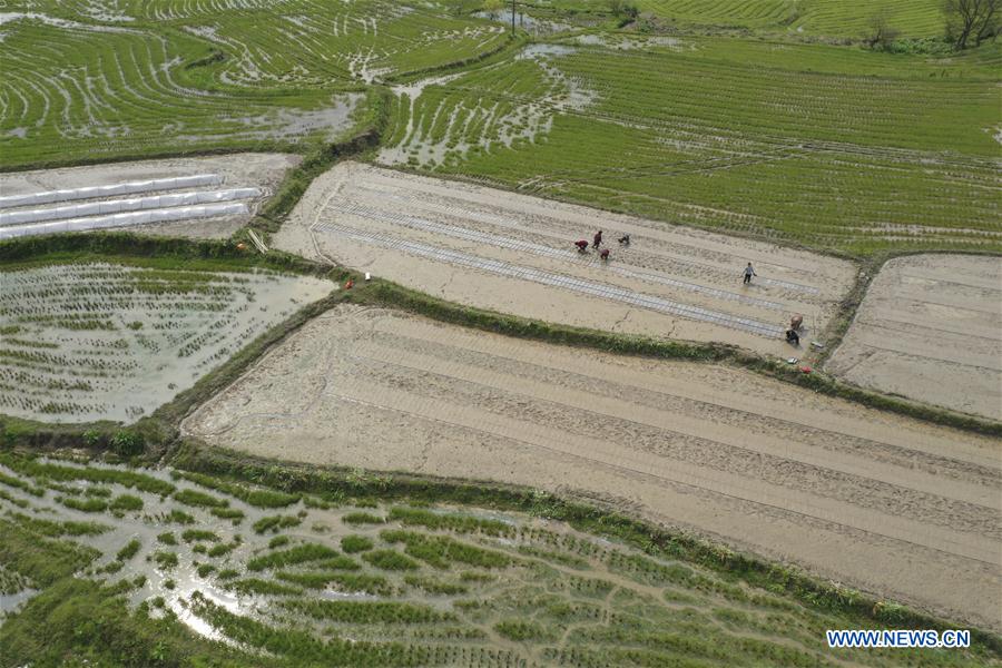 #CHINA-SPRING-FARM WORK (CN)