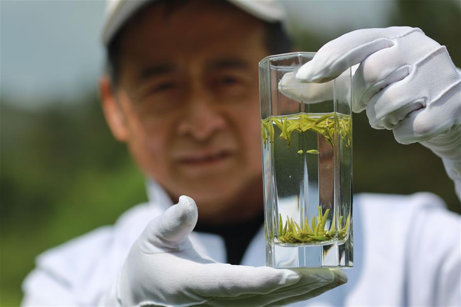 CHINA-GUIZHOU-QINGMING CUIYA TEA-MAKING (CN)