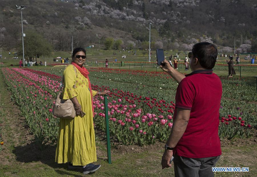 KASHMIR-SRINAGAR-SPRING-TULIPS