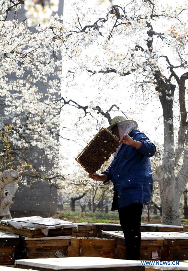 #CHINA-SPRING-FARM WORK (CN)