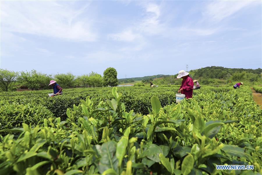 #CHINA-SPRING-FARM WORK (CN)