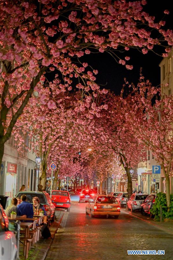 GERMANY-BONN-CHERRY BLOSSOM