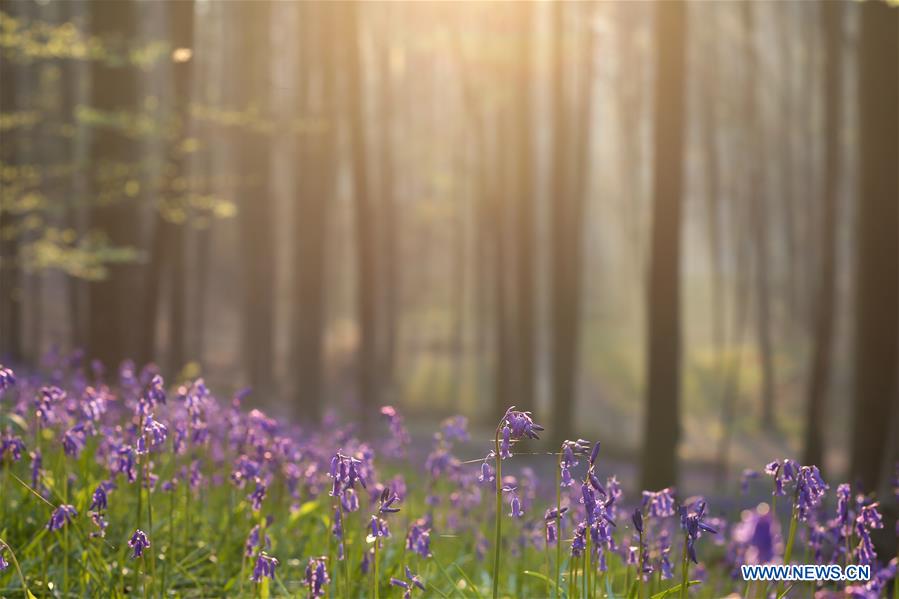 BELGIUM-BRUSSLES-NATURE-BLUEBELLS