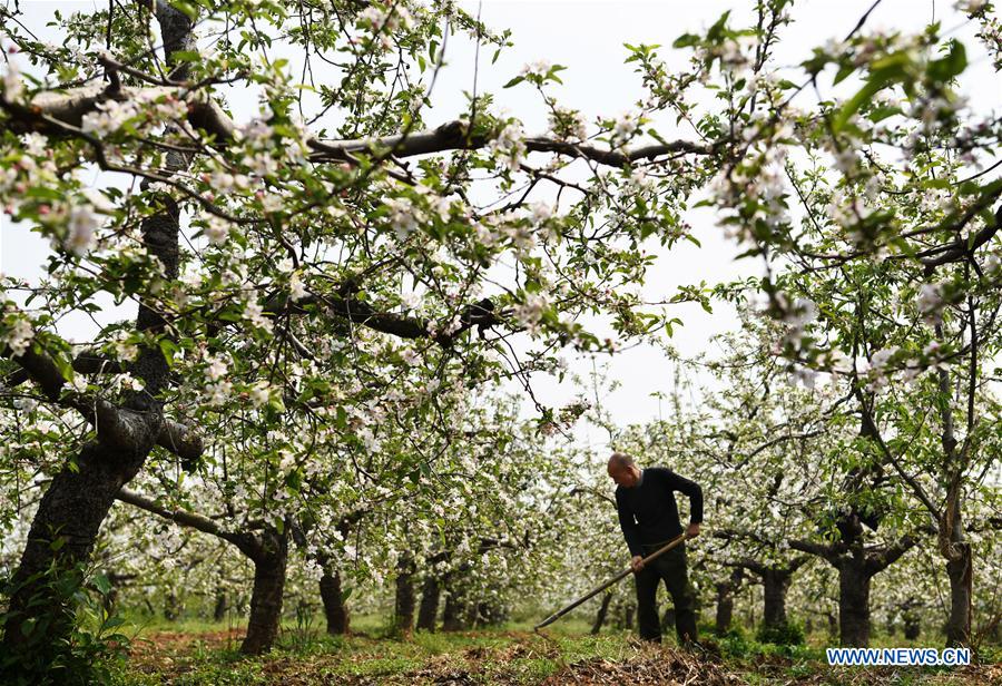 #CHINA-SHANDONG-SPRING-SCENERY (CN)