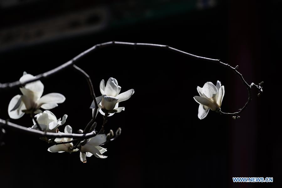 CHINA-LIAONING-SHENYANG-MAGNOLIA FLOWERS (CN)