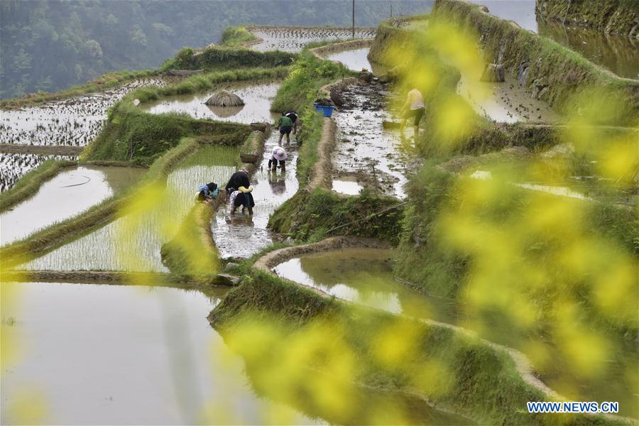 #CHINA-GUYU-AGRICULTURE-FARM WORK (CN)