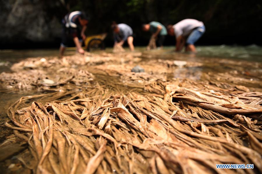 #CHINA-GUIZHOU-TRADITIONAL PAPERMAKING (CN)