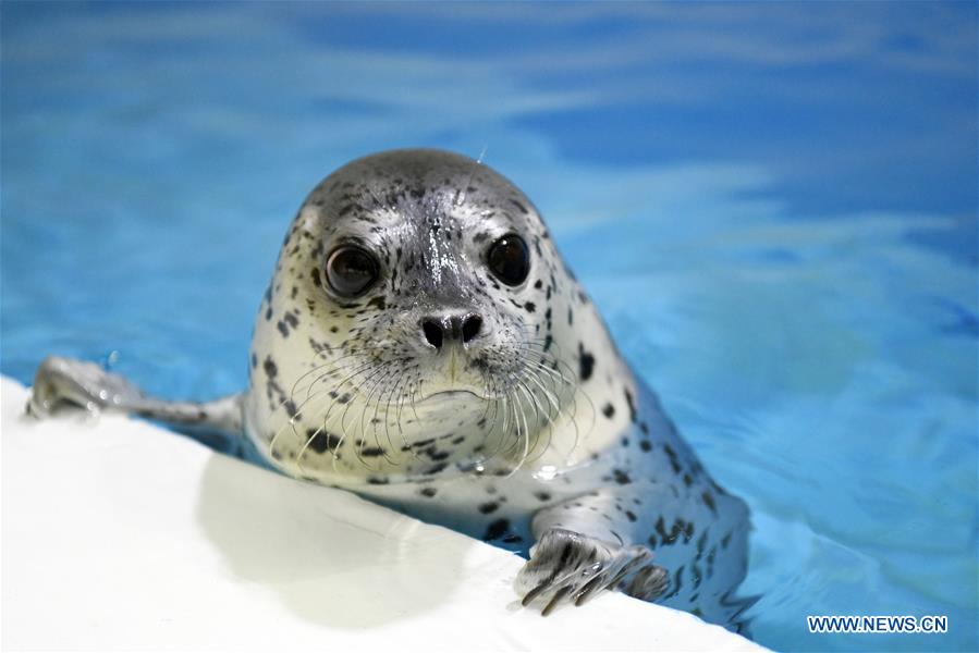 CHINA-HARBIN-SEAL KINDERGARTEN (CN)