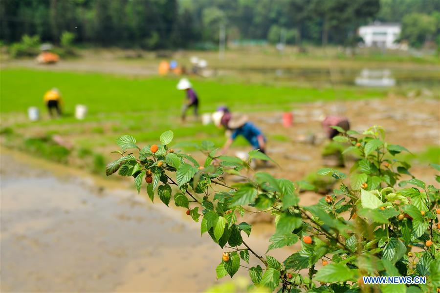 #CHINA-LABOR DAY HOLIDAY-FARMING (CN)