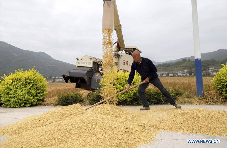 #CHINA-WHEAT-HARVEST (CN)