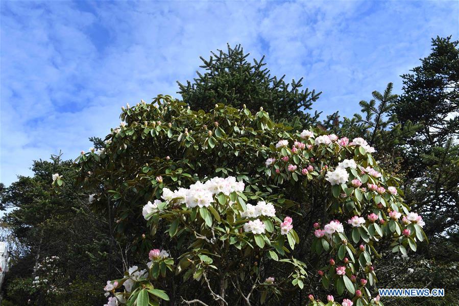 CHINA-SICHUAN-AZALEA BLOSSOM (CN)