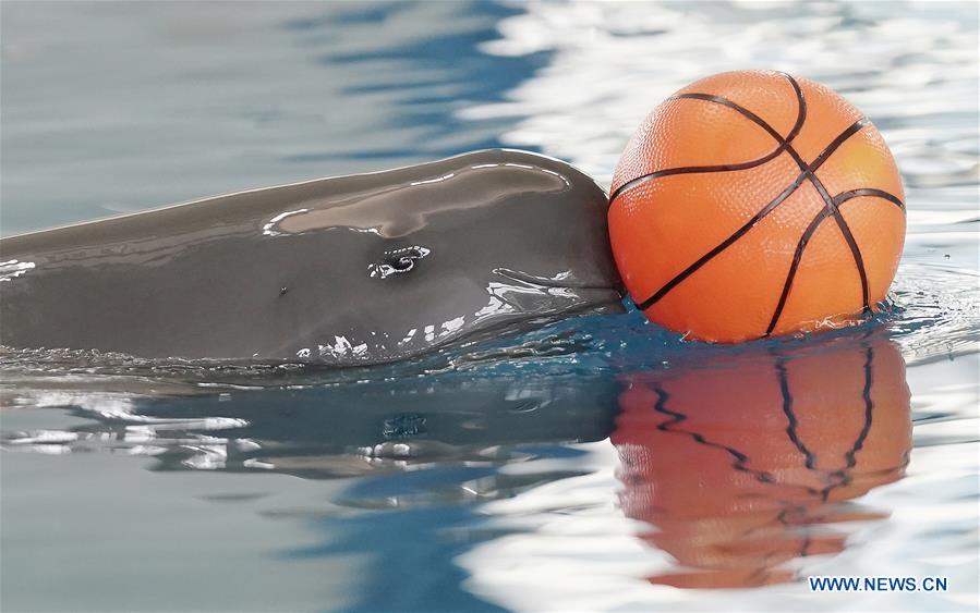 CHINA-WUHAN-FINLESS PORPOISES-BIRTHDAY (CN)