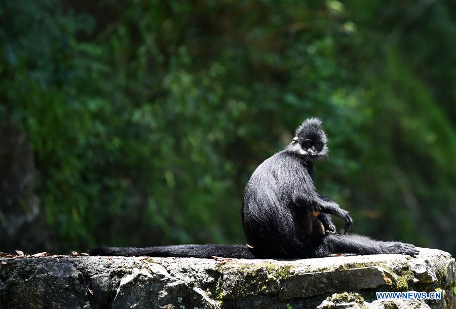 CHINA-GUIZHOU-FRANCOIS' LANGUR-PROTECTION (CN)