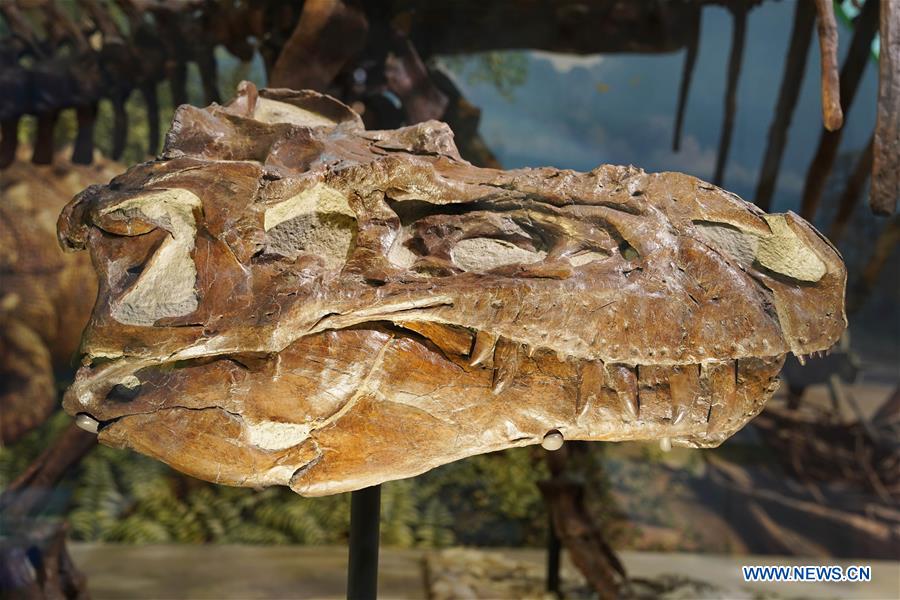 U.S.-WASHINGTON D.C.-NATIONAL MUSEUM OF NATURAL HISTORY-DINOSAUR AND FOSSIL HALL-REOPENING