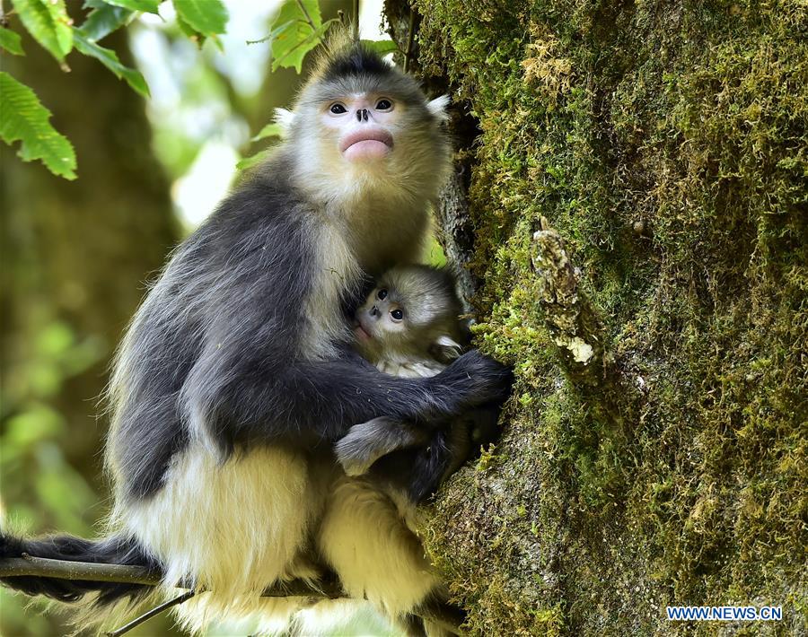 Xinhua Headlines: Saving Yunnan golden hair monkeys