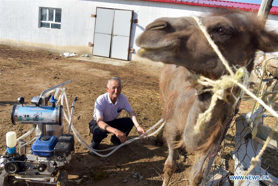 CHINA-XINJIANG-ALTAY-CAMEL BREEDING (CN)