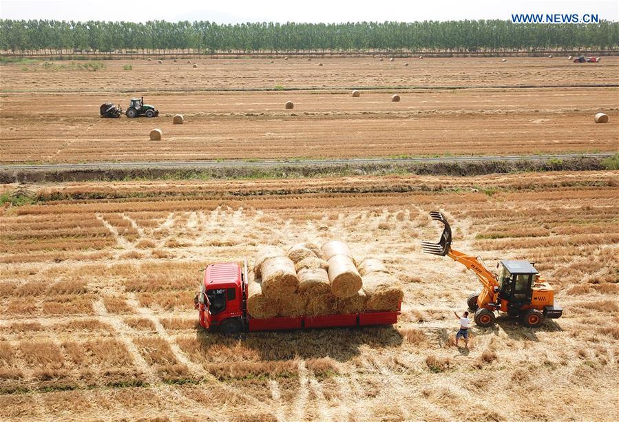 #CHINA-WHEAT STRAW-RECYCLING (CN)