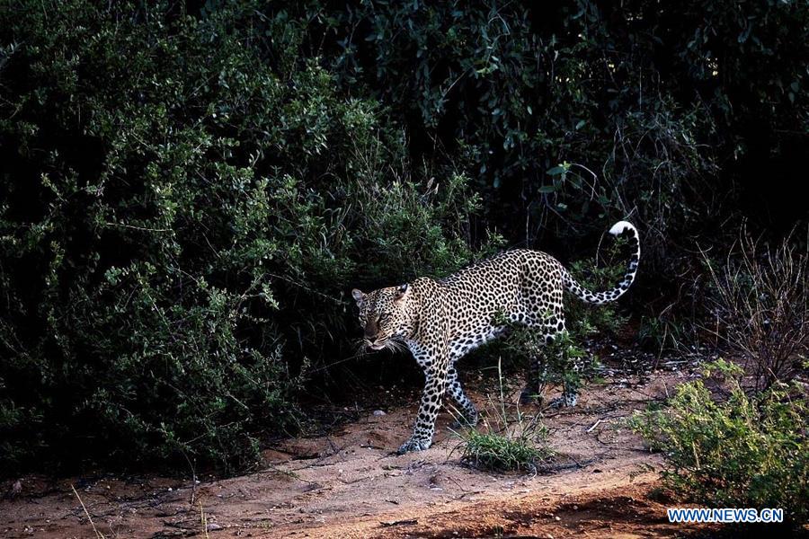 KENYA-SAMBURU-NATIONAL RESERVE