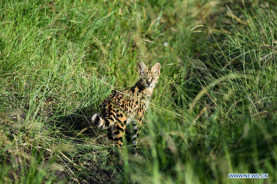 KENYA-MAASAI MARA-NATIONAL RESERVE