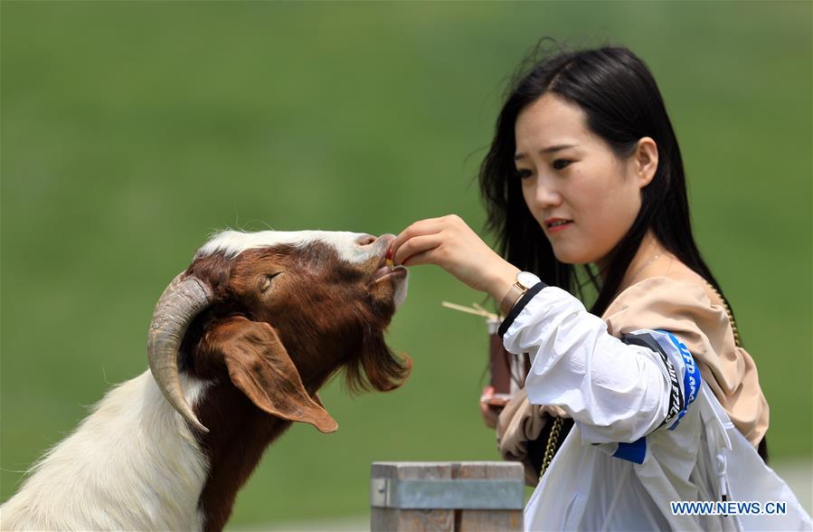 CHINA-DALIAN-PASTURELAND (CN)