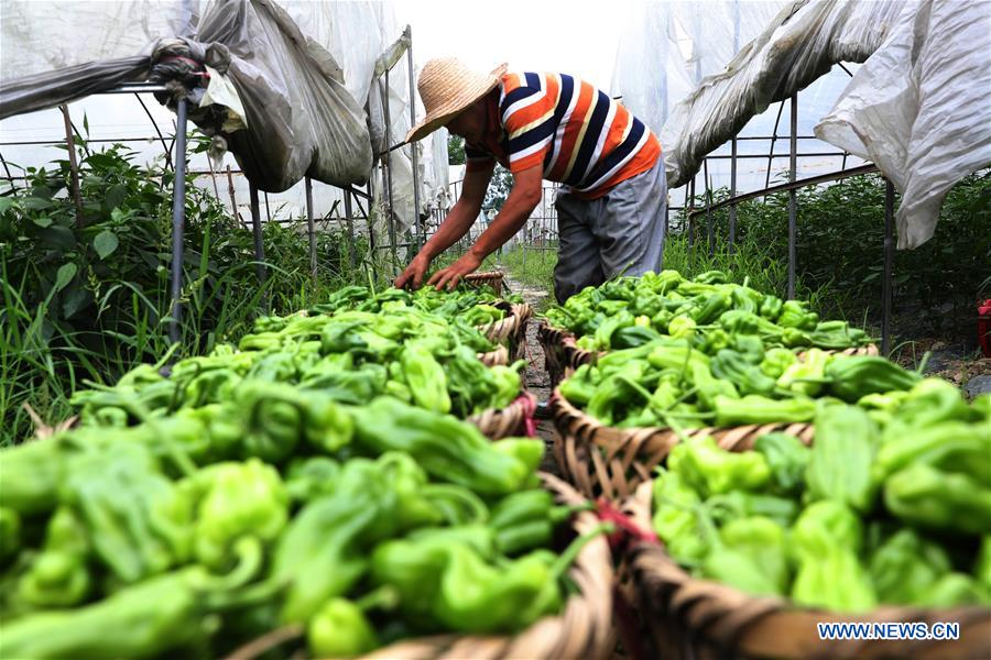 #CHINA-FARMING SEASON (CN)