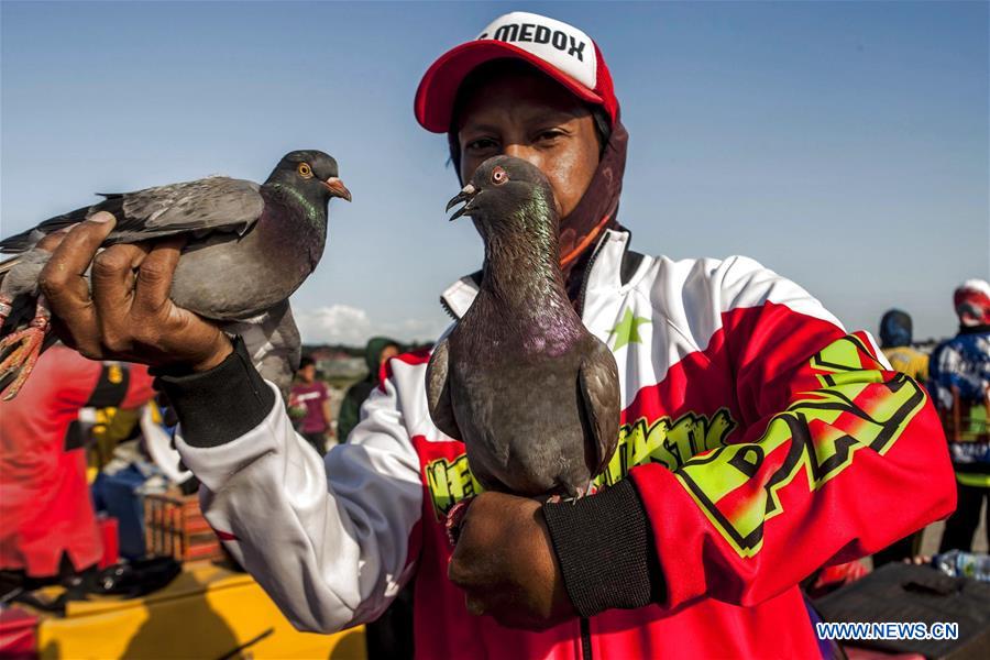 INDONESIA-PALU-DAILY LIFE-PIGEON RACE