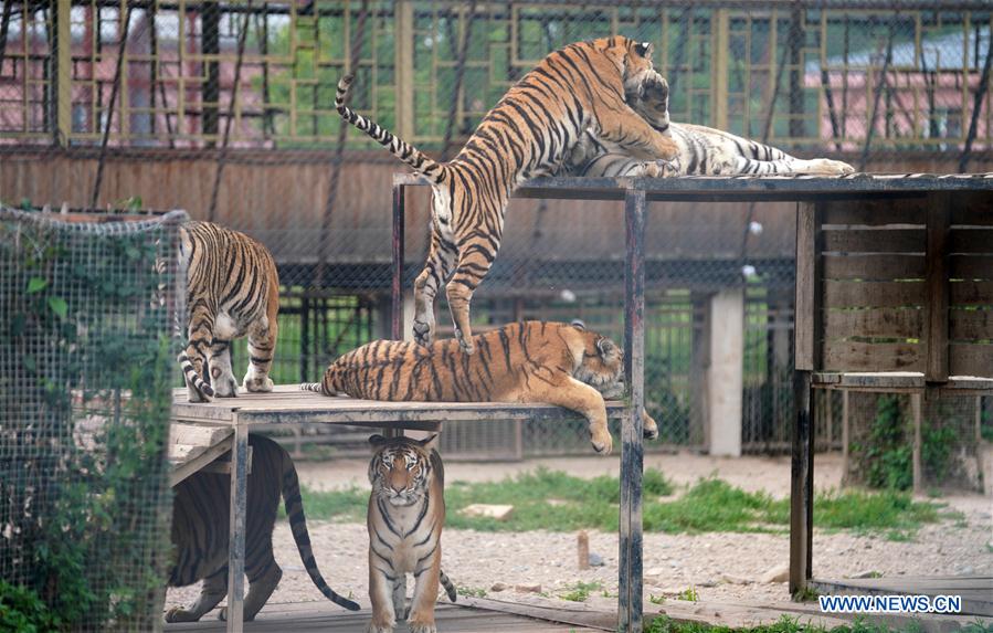 CHINA-HEILONGJIANG-SUMMER-SIBERIAN TIGERS (CN)