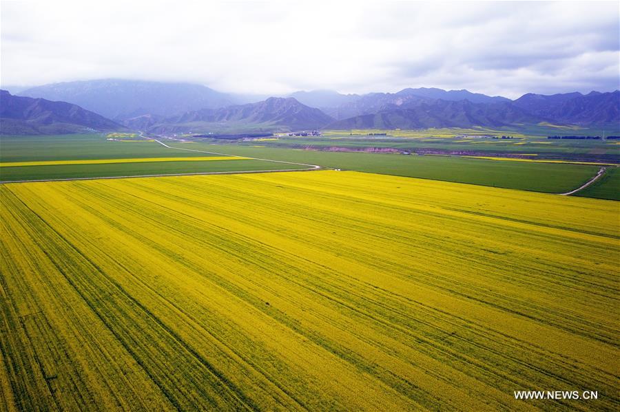 CHINA-GANSU-ZHANGYE-COLE FLOWER (CN)