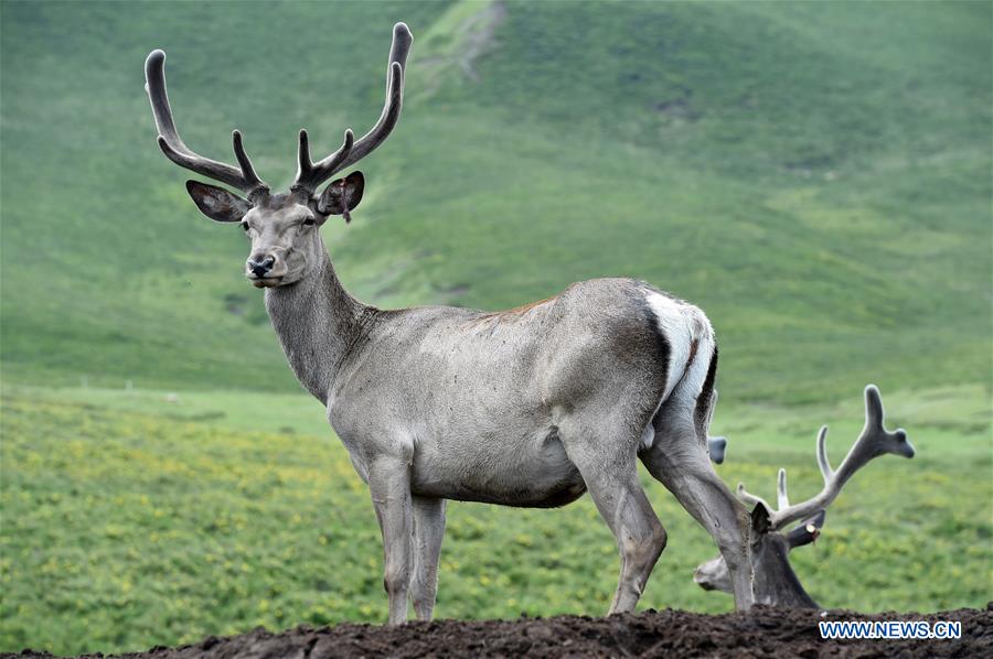 CHINA-GANSU-ZHANGYE-RED DEER (CN)