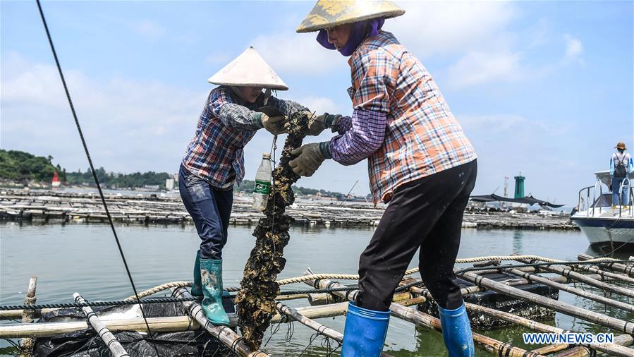 CHINA-GUANGXI-QINZHOU-OYSTERS-CULTIVATION (CN)