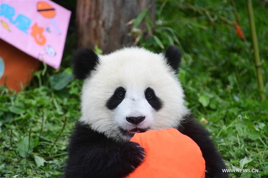 CHINA-SICHUAN-GIANT PANDA-BIRTHDAY PARTY (CN)