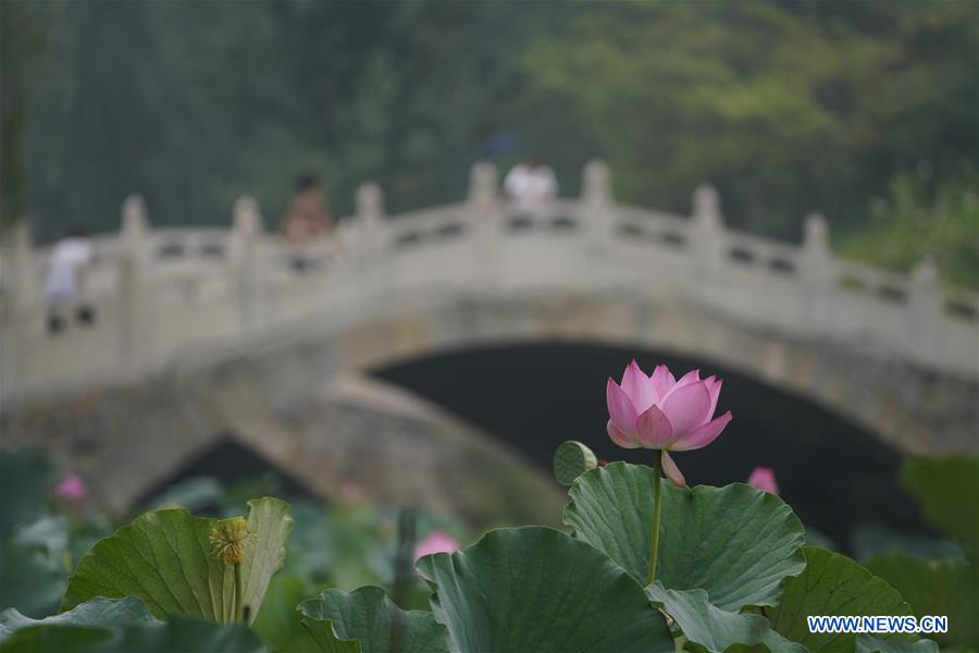 CHINA-HEBEI-XIONGAN-LOTUS(CN)