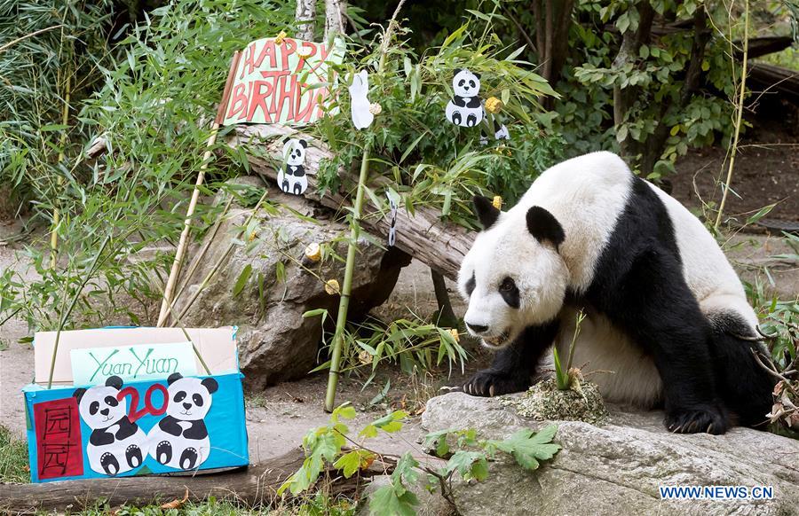 AUSTRIA-VIENNA-GIANT PANDA YUAN YUAN-BIRTHDAY