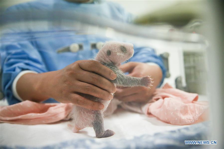 BELGIUM-BRUGELETTE-PANDA CUBS-MEDIA VIEW