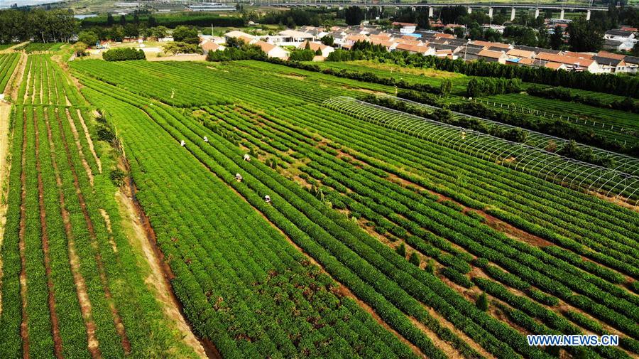 CHINA-SHANDONG-RIZHAO-TEA LEAF PICKING (CN)