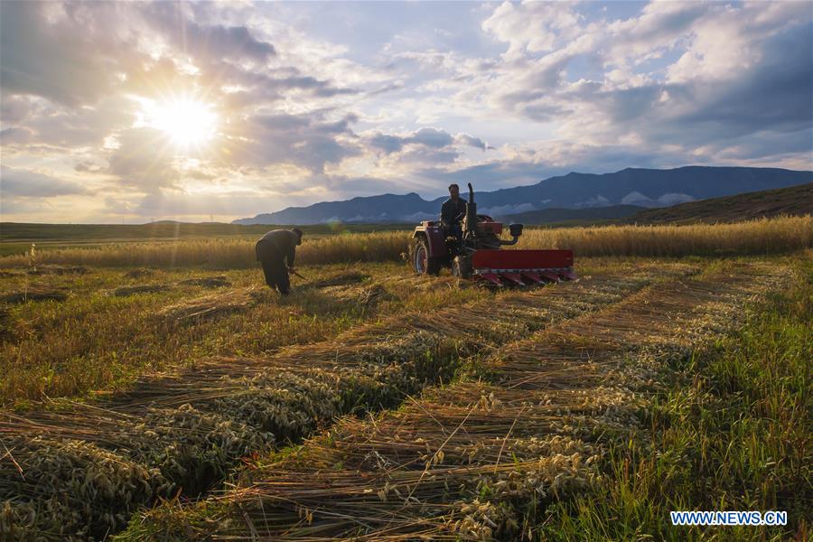 #CHINA-HARVEST FESTIVAL-CELEBRATION (CN)