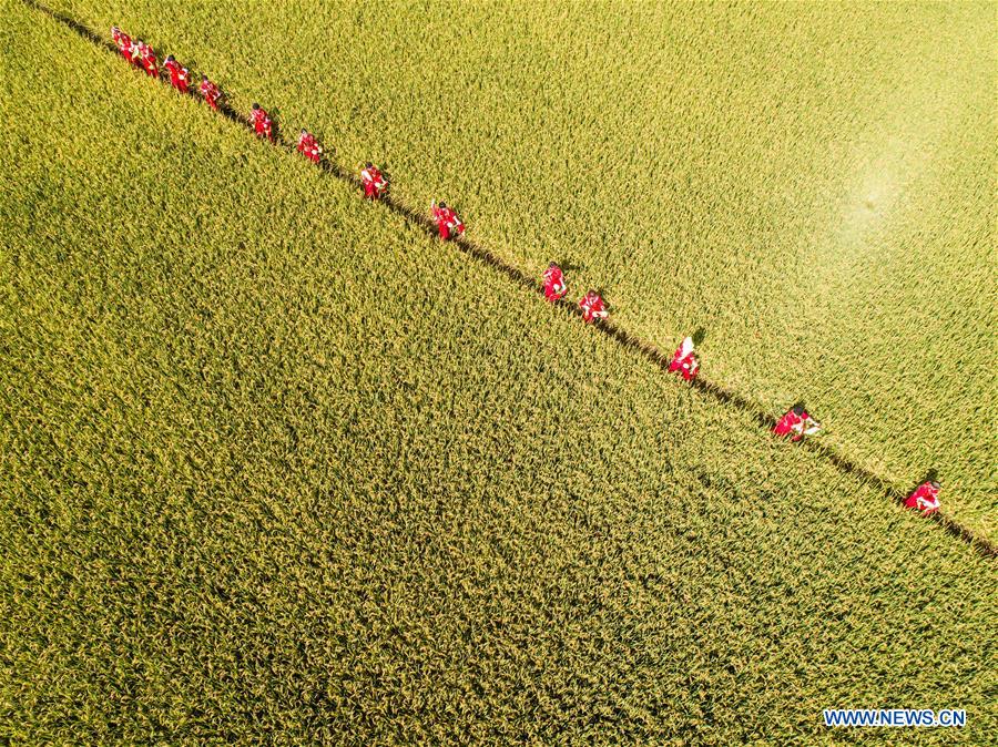 CHINA-ZHEJIANG-HANGZHOU-RICE-HARVEST (CN)