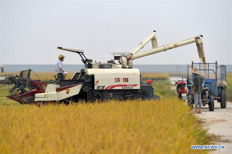 CHINA-JIANGXI-NANCHANG-HARVEST (CN)