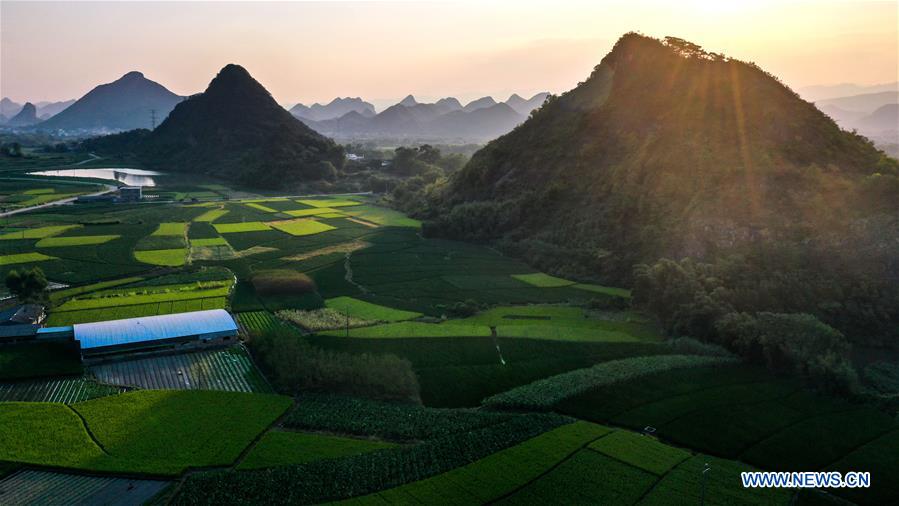 CHINA-GUANGXI-GONGCHENG-FIELDS-SCENERY (CN)