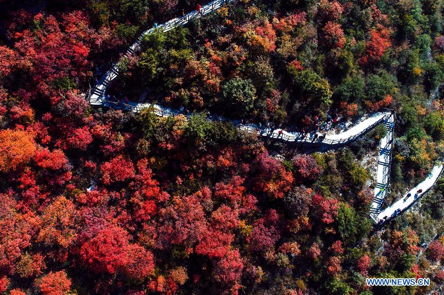 CHINA-HEBEI-SHEXIAN-RED LEAVES (CN)