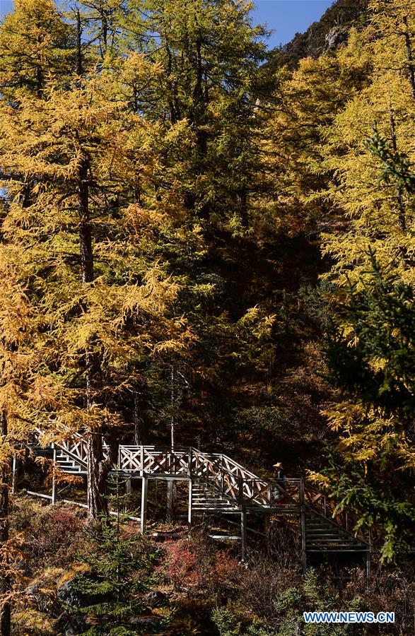 CHINA-SICHUAN-DAOCHENG- AUTUMN SCENERY (CN)