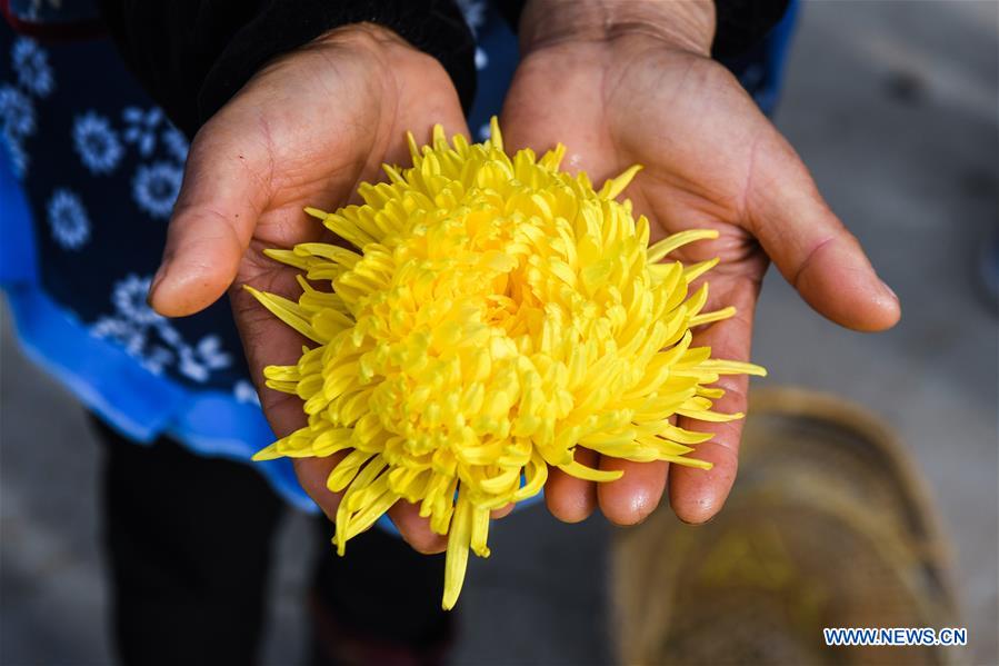 CHINA-ZHEJIANG-CHANGXING-CHRYSANTHEMUM (CN)