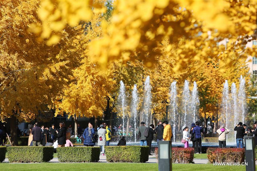 CHINA-BEIJING-TSINGHUA UNIVERSITY-AUTUMN SCENERY (CN)