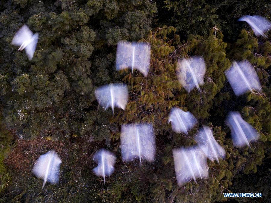 CHINA-FUJIAN-ZHANGZHOU-ENVIRONMENT-EGRETS (CN)