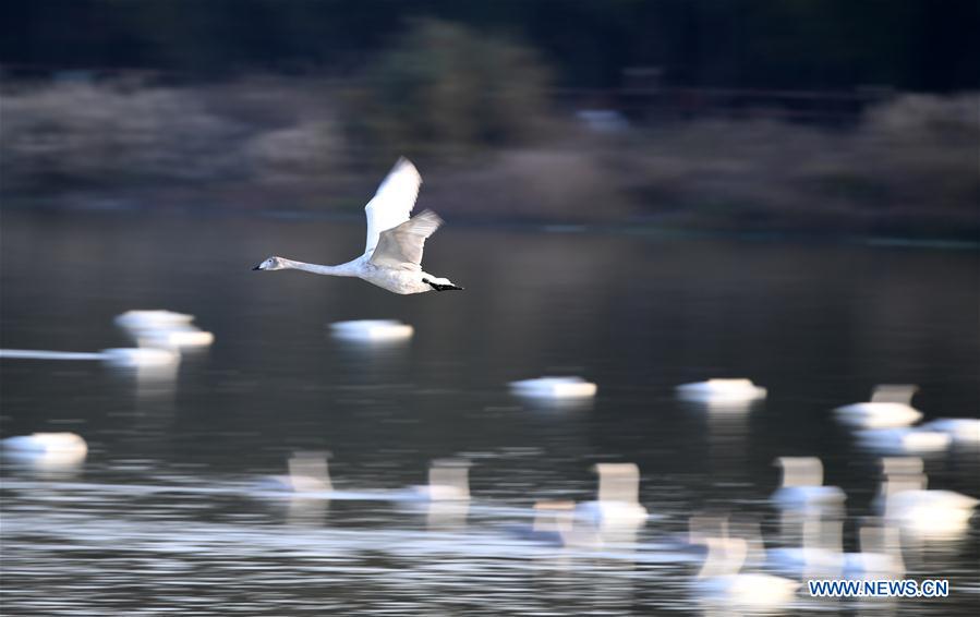 CHINA-HENAN-SANMENXIA-WHITE SWANS (CN)